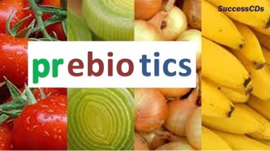 Prebiotic là gì? 18 thực phẩm chứa nhiều prebiotic.